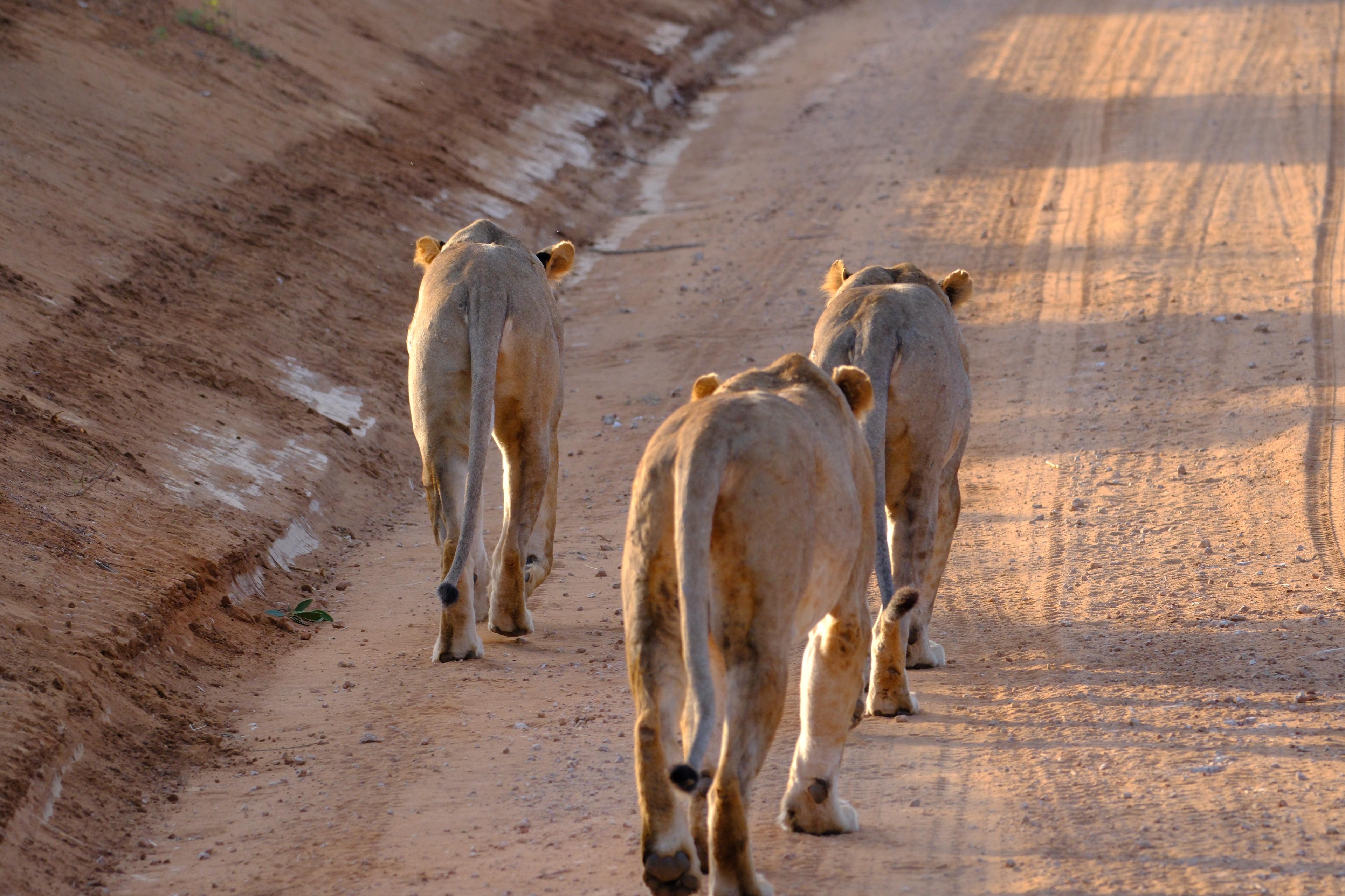 Serene Beach Retreat