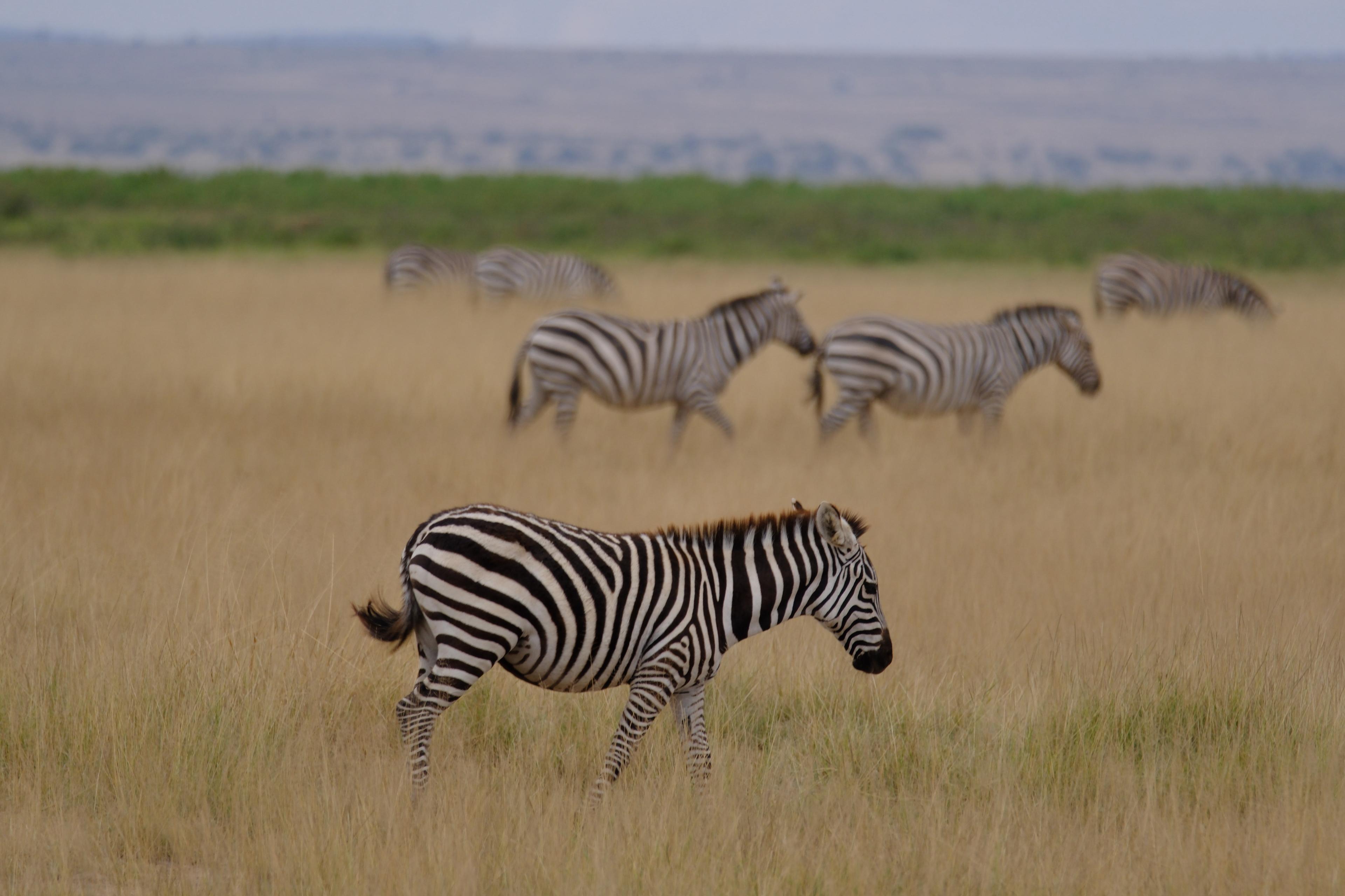 Serene Beach Retreat